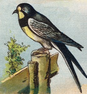 Bir Kırlangıç. "Alphabet de ma petite fille" gravürü. Bernardin-Bechet ve Fils, kitapçı-yayıncılar, Paris, 1895 civarı. Tuval üzerine kırılmaz albüm. Bibliotheque des Bebes. 12 sayfa. Bir okuma yöntemi ve açıklayıcı bir abecedary içeren albüm. loş by Unbekannt