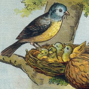 Bir kuş yavrusunu yuvada besler. "Alphabet de ma petite fille" gravürü. Bernardin-Bechet ve Fils, kitapçı-yayıncılar, Paris, 1895 civarı. Tuval üzerine kırılmaz albüm. Bibliotheque des babes. 12 sayfa. Bir okuma yöntemi ve bir illu içeren albüm by Unbekannt