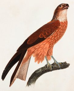 Kahverengi bir kuşun renkli çizimi by Unbekannt