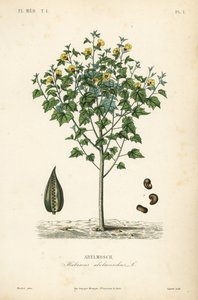 Abelmosk, ambrette veya yıllık ebegümeci, Abelmoschus moschatus, Hibiscus abelmoschus, Abelmosch by Unbekannt