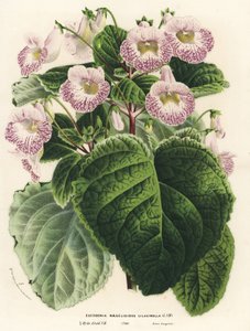 Achimenantha x naegelioides, leylak çeşidi (Eucodonia naegelioides lilacinella). Louis van Houtte ve Charles Lemaire