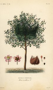 Achiote veya ruj ağacı, Bixa orellana, Rocou bir teinture by Unbekannt