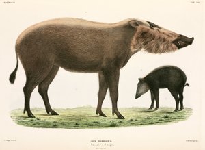 Yetişkin ve genç sakallı domuz, Endonezya by Unbekannter Künstler