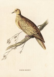 Afrika yakalı kumrusu (halkalı), Streptopelia roseogrisea risoria (Turtur risorius). Georg Friedrich Treitschke
