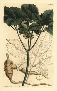 Amerikan ginsengi, Panax quinquefolius by Unbekannt