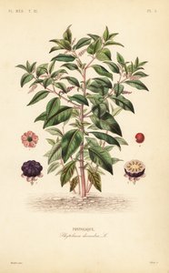 Amerikan pokeweed, Phytolacca americana, Phytolacca decandra, Phytolaque by Unbekannt