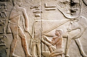 Eski Mısır: Saqqarah (veya Saqqara veya Sakkarah): Eski İmparatorluğun nekropolü, soyluların mezarı. Bir mandanın sağılmasını betimleyen kabartmaların detayı.