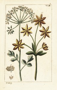 Anason veya anason, Pimpinella anisum. by Unbekannter Künstler
