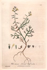 Yıllık Vella (Vella annua) - William Baxter