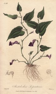 Aristoloche (Aristolochia serpentaria) - John Stephenson ve James Morss Churchill