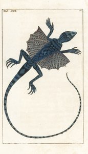 Asya Uçan Kertenkelesi - Forte Water, Gottlieb Tobias Wilhelm (1758-1811), Encyclopedie of Natural History