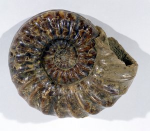 Lyme Regis, Dorset, Alt Jura Dönemi