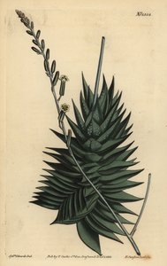 Astroloba spiralis (Pentagonal aloe, Aloe pentagona) by Unbekannt
