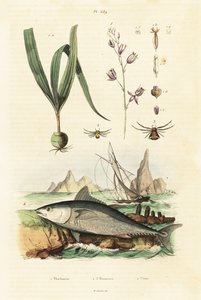 Atlantik mavi yüzgeçli orkinos ve belitia orkide. by Unbekannter Künstler
