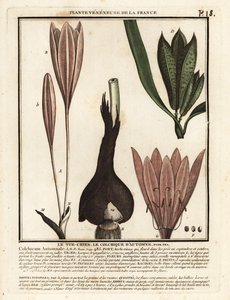 Safran sonbaharı, Colchicum sonbaharı. by Unbekannter Künstler