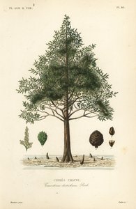 Kel selvi veya bataklık selvi ağacı, Taxodium distichum, Cypres chauve by Unbekannt