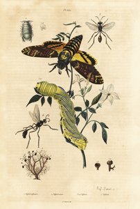 Top liken, Sphaerophorus globulus 1, Dynamene kabuklu 2, kazıcı eşekarısı, Sphex türleri 3,4 ve Afrika ölümünün baş şahin güvesi, Acherontia atropos ve tırtıl 5 by Unbekannt