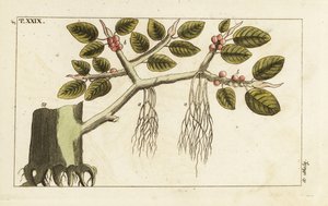 Hava kökleri olan Banyan incir ağacı, Ficus benghalensis. by Unbekannter Künstler