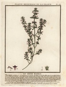 Fesleğen, kekik ve Clinopodium üzümleri. by Unbekannter Künstler