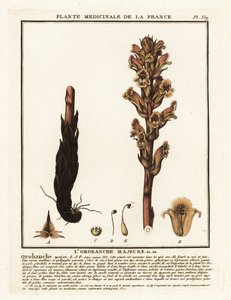 karyola süpürgesi; Orobanche caryophyllacea. by Unbekannter Künstler