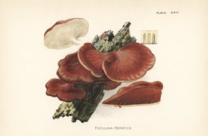 Biftek mantarı, Fistulina hepatica. William Hamilton Gibson
