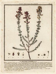 Çan funda, Erica cinerea. by Unbekannter Künstler