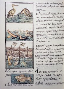 Gölün kuş avı, Florentine Codex