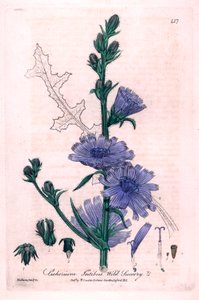 Acı Hindiba (Cichorium intybus) William Baxter ve Charles Mathews