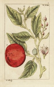 Acı portakal veya Sevilla portakalı, Citrus x aurantium. by Unbekannter Künstler