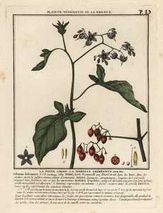 Acı tatlı itüzümü, Solanum dulcamara. by Unbekannter Künstler