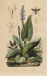 Kara bantlı örümcek yaban arısı, Anoplius viaticus 1, topaç otu, Pontederia cordata 2 ve bekçi karidesi, Anchistus custos 3 by Unbekannt