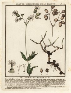 Mesane kampı, Silene vulgaris. by Unbekannter Künstler