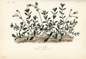 Mesane kampı, Silene vulgaris, Silene inflata, Silene çıkıntıları by Unbekannt