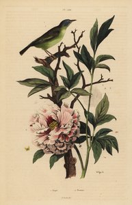 Mavi başlı kuyruk, Rhipidura cyaniceps 1 ve şakayık, Paeonia suffruticosa 2 by Unbekannt