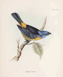 Mavi ve sarı tanager, Güney Amerika, c 1832-1836 by Unbekannter Künstler