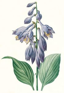 Botanik İllüstrasyon/Redoubt/Hosta ventricosa by Unbekannt
