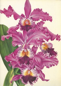 Botanik kurulu/Cattleya labiata var. Perfecta/Lindenia by Unbekannt