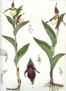 Botanik kurulu/Cypripedium calceolus/Venüs