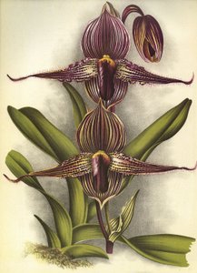 Botanik kurulu/Paphiopedilum rothschildianum/Lindenia by Unbekannt
