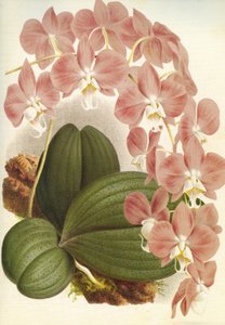 Botanik kurulu/Phalaenopsis sanderiana/Lindenia by Unbekannt