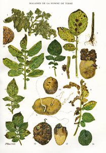 Botanik kurulu/Patates hastalıkları/Solanum tuberosum by Unbekannt