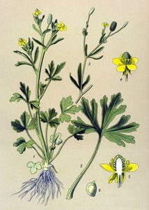 Botanik kurulu. Venöz (toksik): Düğün çiçeği scelerate veya kereviz yaprağı düğün çiçeği (Ranunculus sceleratus) by Unbekannter Künstler