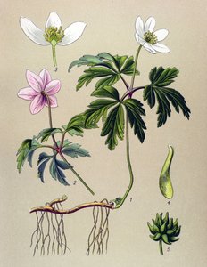 Botanik kurulu. Zehirli (toksik) ve şifalı bitki: Anemone sylvie veya Orman Anemonu (Anemone nemorosa) by Unbekannter Künstler