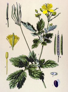 Botanik kurulu. Venöz (toksik) ve şifalı bitki: Chelidoine veya büyük chelidoine (Chelidonium majus) by Unbekannter Künstler