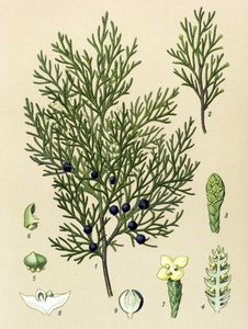 Botanik kurulu. Venöz (toksik) ve şifalı bitki: Sabine ardıç (Juniperus sabina) by Unbekannter Künstler