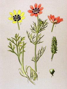 Botanik kurulu. Venöz (toksik) ve şifalı bitki: Summer Adonis (Adonis aestivalis) by Unbekannter Künstler