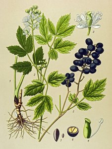 Botanik kurulu. Venöz (toksik) ve şifalı bitki: Summer Adonis (Adonis aestivalis) by Unbekannter Künstler