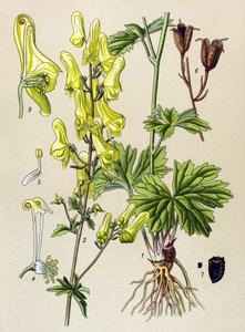 Botanik kurulu. Venöz (toksik) ve şifalı bitki: Kurt öldürücü veya kurt öldürücü (Aconitum lycoctonum) by Unbekannter Künstler