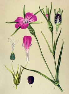 Botanik kurulu. Venenöz bitki (zehirli): Blew's nielle (Agrostemma githago) by Unbekannter Künstler