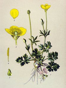 Botanik kurulu. Venöz bitki (zehirli): Soğanlı düğün çiçeği veya altın tomurcuk (Ranunculus bulbosus) by Unbekannter Künstler